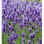 •¢€lavender¢€•