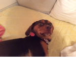 Derpy dog club