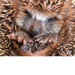 Headgehog team :D