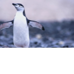 Penguins bro