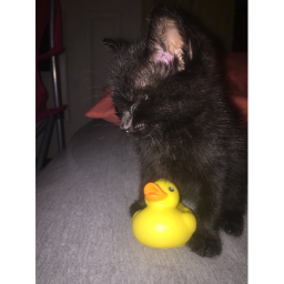 swiper the black cat obby
