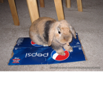 Pepsi & Bunnies Inc.