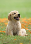 Dog lover Group ( Private servers included!!)
