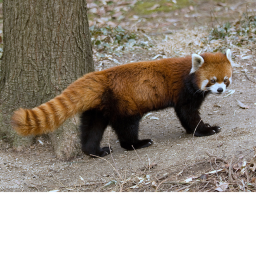 Red panda obby