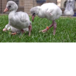 cute flamingo's!