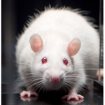 Fries rats we are rats who look like fries and eat