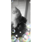 Cat _kitty sqaud