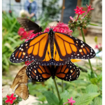 The Robutterflies