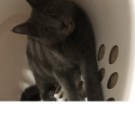 Cats are cutest