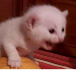 Ola 7w7 (
