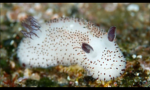 Sea bunny group