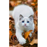 Cat Club:)