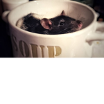 Yum Rat soup