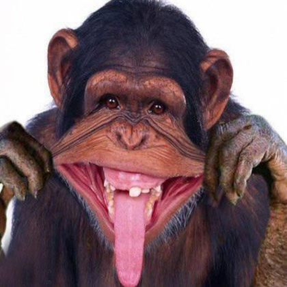 funny monkey Roblox decal