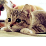 cute kitty gang <3