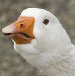 Honk Nation
