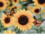 Sunflower thrift shop