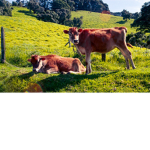COW SQUAD! :3
