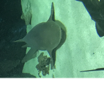 SHARKS2112