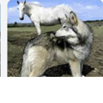Wolf Amy squad