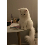 ÕSparkles Group S o s O Ī