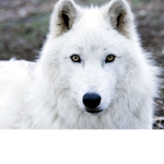 Mknightshadow's Group