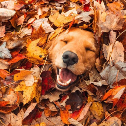 🎃 . • .