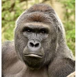 gorilla-group castle