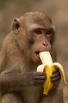 monkeys_eatbanana