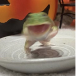 T0Ad PoNd