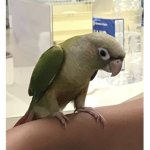 Green cheek conure