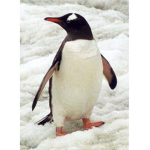 pinguin mafia