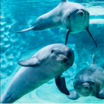 Cool Dolphin pack