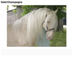 +*+Sunflower Sunset Stables+*+