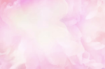 norsk rosa gruppee