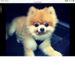 All puppy fans