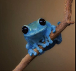 Froggo and more