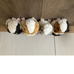 Guinea pig Apparel