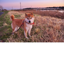 THE ELITE DOGES Training Center