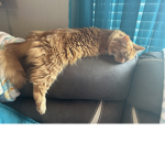 I Love Cats -Adalynn’s Group-
