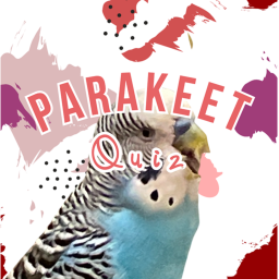 Parakeet Quiz