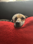 Laya_doggie