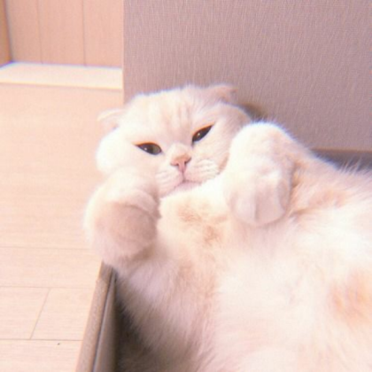 Cat Roblox decal