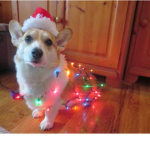 Corgi Vibes