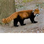 red panda group the best :D