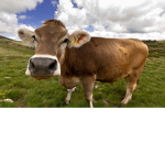 Cows_are_cool