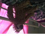 Cute sloths