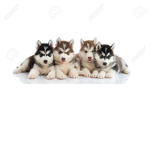 The Husky & Puppy Fans!