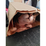 The Meow of Kitten