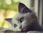 Cutie Cats Group